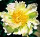  miniature Green Lotus