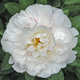  miniature Ivory Escort