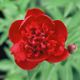  miniature Kreklers Red