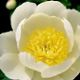  miniature Lotus Queen