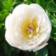  miniature Love Affair