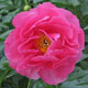  miniature Lovely Rose