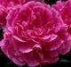  miniature Magenta Moon