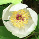 miniature Paeonia japonica