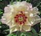  miniature Pastel Splendour