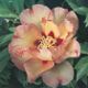  miniature Pastel Splendour