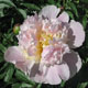  miniature Petticoat Flounce