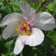  miniature Picotee