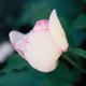  miniature Picotee