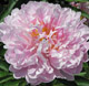  miniature Pink Charmer