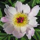  miniature Pink Dogwood Whisper