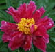  miniature pink fuschia potpourri