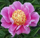  miniature Pink Giggles