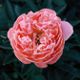  miniature Pink Hawaiian Coral