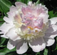  miniature Raspberry Sundae