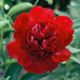  miniature Red Charm