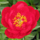  miniature Red Red Rose