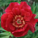  miniature Scarlet Heaven