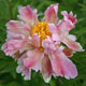  miniature Scatterbrain Pink
