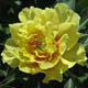  miniature Sequestered Sunshine
