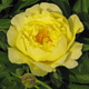  miniature Smith Family Yellow