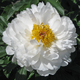  miniature Splendid Cornelia