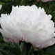  miniature White Frost