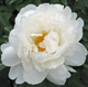  miniature White Grace