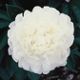  miniature White Ivory