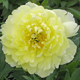  miniature Yellow Doodle Dandy