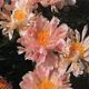  miniature Scatterbrain Pink