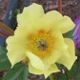  miniature Sequestered Sunshine