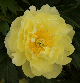  miniature Smith Family Yellow