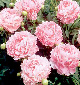 Vivid Rose